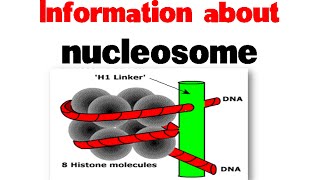 Nucleosome and histones  Nucleosome structure [upl. by Aisercal]