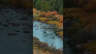 Heres What TruckeeTahoe Fall Colors Look Like RIGHT NOW [upl. by Nauqram510]