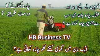 Best Fodder For Goats  Dry amp Green Fodder  Bakri Ka Charcha  Goat Feed  HB Business TV [upl. by Brigitta]