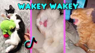 Wakey Wakey Its time for school  Waking up cats Funny Cat Tiktok Compilation l Oh Hooman [upl. by Atnomed]