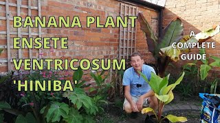 Banana Plant Ensete Ventricosum Hiniba a complete guide [upl. by Crawley]