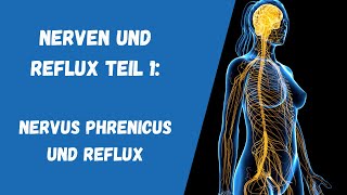 Nerven und Reflux Teil 1 Nervus phrenicus [upl. by Othilia]