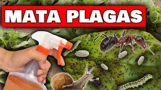 Los 5 MEJORES INSECTICIDAS y PESTICIDAS CASEROS Para TUS PLANTAS  Orugas Hormigas Gusanos y Araña [upl. by Fredericka745]