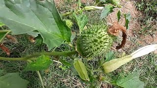 1 quotDatura Stramonium The Enigmatic and Toxic Jimsonweed [upl. by Adnorrehs737]