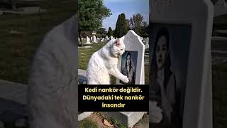 KEDİ Nankör Değildir keşfet keşfetteyiz [upl. by Rehposirhc]