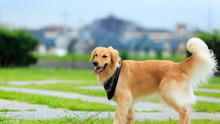 Introducing a New Pet to Your Golden Retriever  Tips amp Tricks [upl. by Sihun]