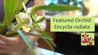 Featured Orchid Encyclia Prosthechea radiata  Easy to Grow Species Orchid  Fragrant Orchid [upl. by Naget111]