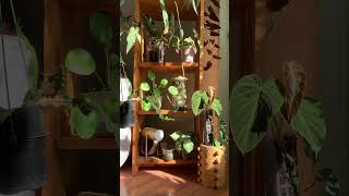 Some planty plants ✨🫶🌱 houseplants plantasexóticas [upl. by Giffy]