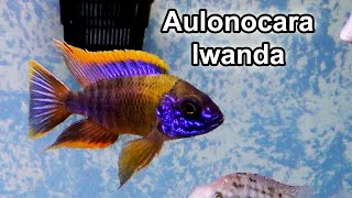 Aulonocara sp quotLwandaquot  Lake Malawi Cichlid [upl. by Llerret17]