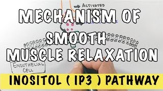 Mechanism of Smooth Muscle Relaxation  Role of Nitric Oxide  IP3 Pathway [upl. by Ahseinat]