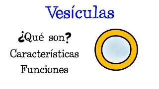 🌐 ¿Qué son las Vesículas 💥 Características y Funciones Fácil y Rápido  BIOLOGÍA [upl. by Yadrahs]