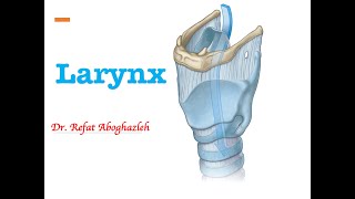 Anatomy of Larynx [upl. by Papst]