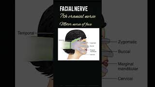 facial nerve facialanatomy medicaleducation [upl. by Amund274]