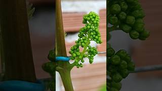 Brotos da Videira com uvas cultivandovariedades shortvideo [upl. by Octavia]