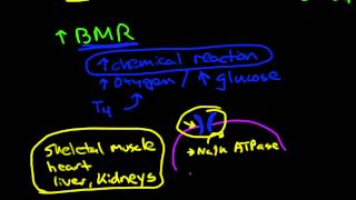 Thyroid physiology and pathophysiology [upl. by Gunzburg592]