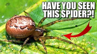 Common House Spider Facts Have YOU Seen this SPIDER 🕸️ [upl. by Bryna]