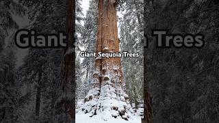 Winterland in Sequoia Nation Park [upl. by Notlrahc]