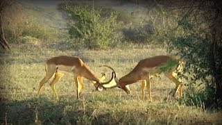 Antelopes fight  Pelea de Antílopes [upl. by Scrivenor]