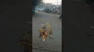 dinosaor bhok me hy short video cartoon shortvideos viralvideos dinosaurus bilalofficial2 [upl. by Jeddy]