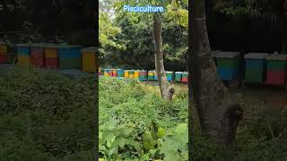 Pisciculture system in BD [upl. by Nomis]