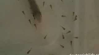 African cichlid releasing baby from Mouth  Christmas Fulu Cichlid Female Releasing fry [upl. by Liauqram]