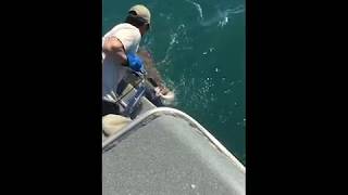 308 Pound Alaska Halibut Landed [upl. by Suhploda]