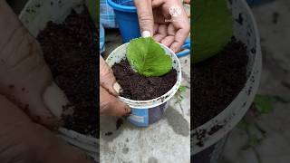 How to grow hibiscus plant at home from leavesHibiscus plant careshorthibiscus [upl. by Libre]