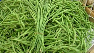 Health Benefits of Yard Long Bean During Pregnancy [upl. by Thibault]