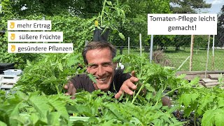 TomatenAnbau einfach erklärt 🤓 wie erreichen wir hohe Erträge süße Früchte und gesunde Pflanzen [upl. by Retrop]