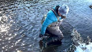 Fly fishing for summer steelhead on the Wallowa River [upl. by Novah]