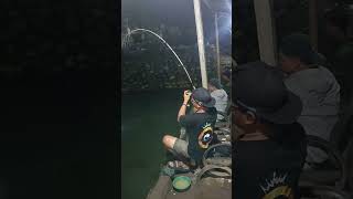 Pemain ini mah 🔥 galatama fishing mancing video viralvideo shorts shortvideo fyp fypシ゚viral [upl. by Etnuad575]