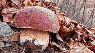 STUPENDI PORCINI ROSSI AL 5 NOVEMBRE 🍂🍂 [upl. by Dowzall342]