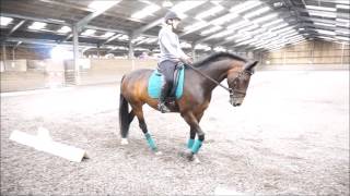 Dressage Test Riding Training Day  10th July 2016  Novice 34  Jess amp Beau [upl. by Madonia690]