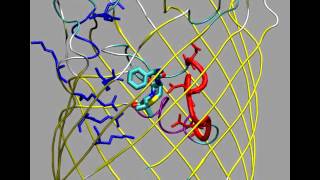 Simulation of ampicillin translocation through E coli OmpF [upl. by Hsepid123]