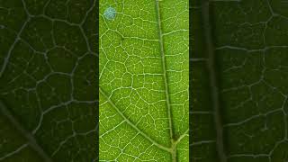 Leaf texture in macro macro texture [upl. by Riedel]