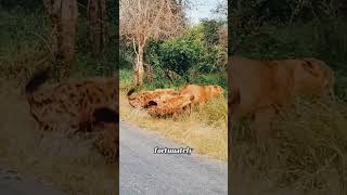 youtubeshorts wildlife funnylion lionfunny animals wildlion lionjoke lionkingmusic lionmeme [upl. by Nohtan]