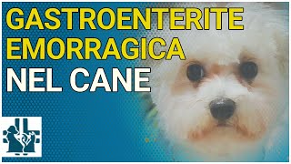 Gastroenterite emorragica o sindrome da diarrea emorragica acuta nel cane [upl. by Waddell]