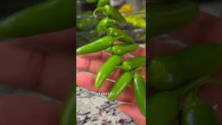 Beginner Gardener Hanging and Drying Peppers gardeningtips preservation vegetablegardening [upl. by Adnov]