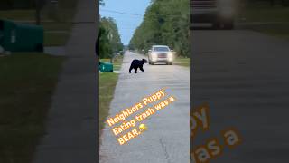 I hollered at the neighbors dog eating trash and it was a Black Bear florida bear [upl. by Ilke]