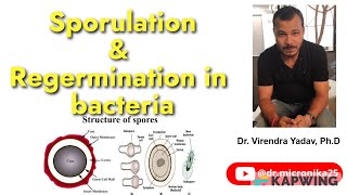 Sporogenesis I Regermination I Sporulation in bacteria I Endospores and Exospores Audio [upl. by Lemar]