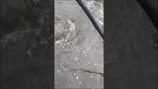 Hooked Wallago attu fishingvideo fishing fish wallagoattu hooked reels shorts [upl. by Hadley]