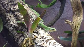 Female Anolis carolinensis fighting [upl. by Boyt593]