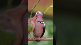 Animal Facts Bird Duets Natures Sweet Symphony 🎶birds animals singing duet bonding [upl. by Avid]