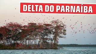 DELTA DO RIO PARNAÍBA E A REVOADA DOS GUARÁS  Um espetáculo da natureza no nordeste [upl. by Bj]