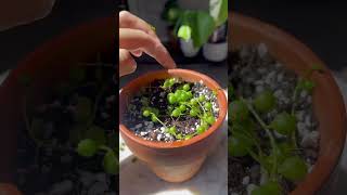 String of pearls plants propagation houseplants garden indoorplants plantcare plantas plant [upl. by Ebarta244]