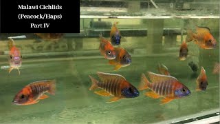 Malawi Cichlids PeacockHaps Part IV Trop Aquarium SG [upl. by Ebneter]