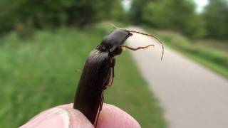 Click Beetle Elateridae Demonstrating Click Mechanism [upl. by Wivina]