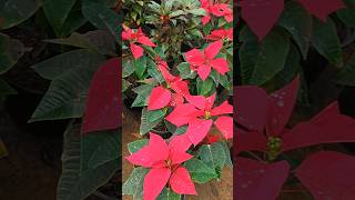 Poinsettia plant shwetagaur1675 [upl. by Jerroll]