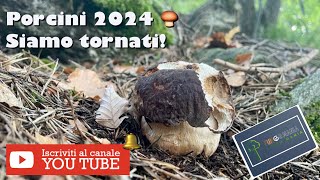 Porcini 2024 Valtellina 05062024 funghi mushroom porcini natura [upl. by Lundquist]