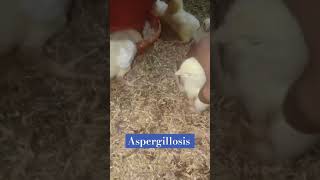 How to tackle aspergillosis in early days during broiler farming poultryhealthflockhealth broiler [upl. by Dedrick822]